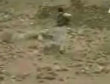Exclusive al qaeda training video