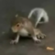 Funny animals: Cute baby squirrel