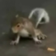 Cute baby squirrel