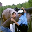 Funny videos : Throw the police off the bridge