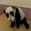 Funny videos : Panda puppy