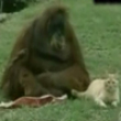 Funny cats: Orangutan and cat