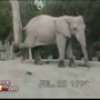 Funny animals: Elephants have friends