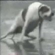 Funny dogs: Fat dog video