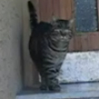 Funny cats: Smart cat video