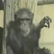 Funny videos : Smoking chimp