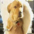 Funny dogs: Faith the dog