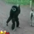 Monkeying around