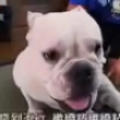 Funny videos : Japanese pet show
