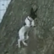 Funny dogs : Smart climbing dog