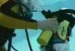 Funny videos : Pets go scuba diving