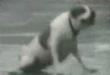Funny dogs: Fat dogs on ice