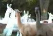 The llamas...