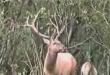 Funny videos : Forest guard vs moose