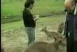 Funny videos : Killer kangaroo