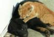 Funny cats: Cat massages dog!