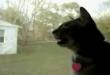 Funny cats: The barking cat