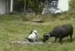 Funny dogs: Dog vs the goat