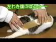 Funny cats: This cat really doesn't like tape