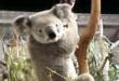 Funny animals : Perving koala!
