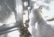 Funny cats : This cat has no chance...!