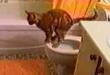 Funny cats : Clever cat