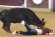 Funny videos : Bull humiliation!