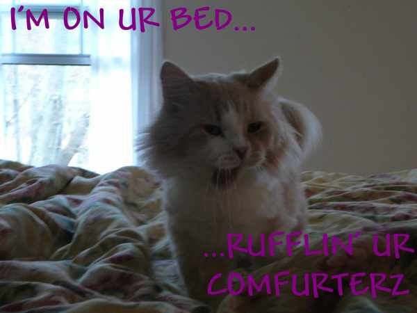 Funny pictures : im on ur bed ...rufflin ur comfurterz
