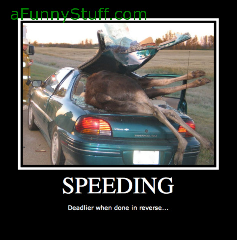 Funny pictures : Speeding