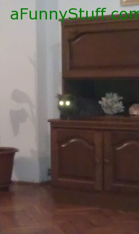 Funny pictures : my cat the Alien