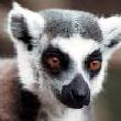 Lemur katta hidden alphabets