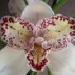 Photo puzzles : Rare flowers hidden numbers   