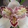 Photo puzzles : Rare flowers hidden numbers   