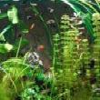 Photo puzzles: Aquarium tank hidden alphabets