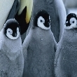 Photo puzzles: March of the penguins hidden numbers   