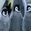 Photo puzzles : March of the penguins hidden numbers   