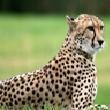 Cheetahswingset