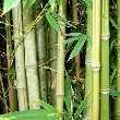 Photo puzzles:  BAMBOO FOREST HIDDEN NUMBER   