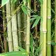  BAMBOO FOREST HIDDEN NUMBER   