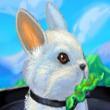 Free games: My Rabbit