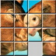 Photo puzzles : Love Pigs Sliding