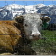 Alpine Cow Jigsaw