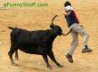 Funny pictures : Buffalo and Torreador