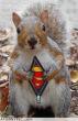 Funny pictures : Superman Squirrel (Funny Picture)