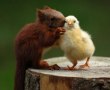 Funny pictures: Squirrel and Chick