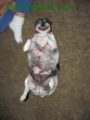 Funny pictures: Shorty  not a pug!