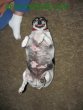 Shorty not a pug!