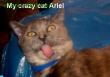 Funny pictures : My Crazy cat Ariel