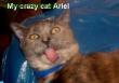 My Crazy cat Ariel