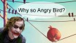 Funny pictures : angry birds